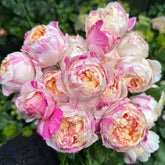 Edouard Manet Rose Plant|马奈 image 0