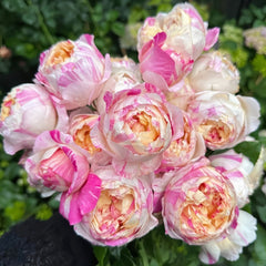 Edouard Manet Rose Plant|马奈 image 0