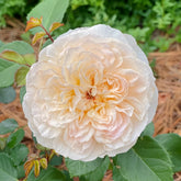 Emily Brontë Rose Plant|艾米莉·勃朗特 image 0