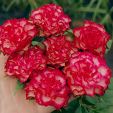 Absurda Rose Plant|阿巴苏达/荒谬 image 0