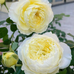Fuguang Rose Plant | 浮光-Pre-Sales image 2