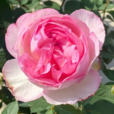 Pink Yves Piaget Rose Plant|伊芙粉伯爵 image 0