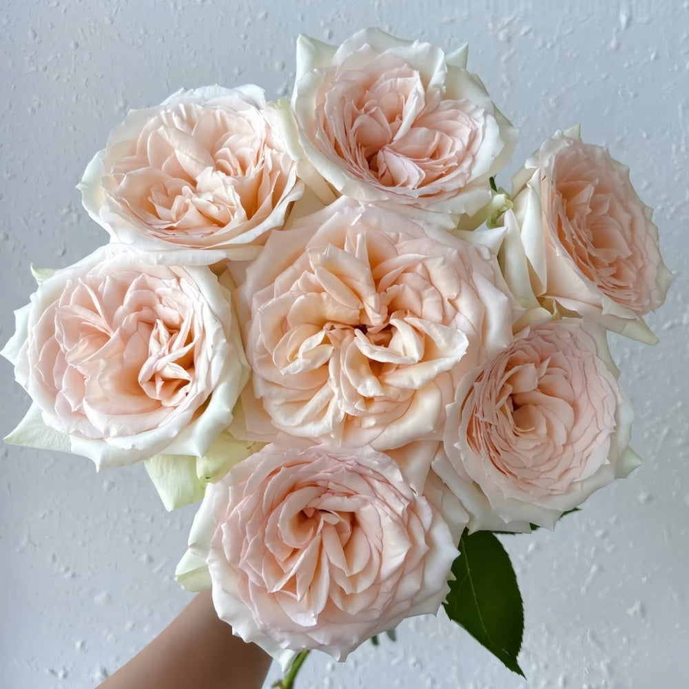 Princess Maya Rose Plant|玛雅公主 image 0