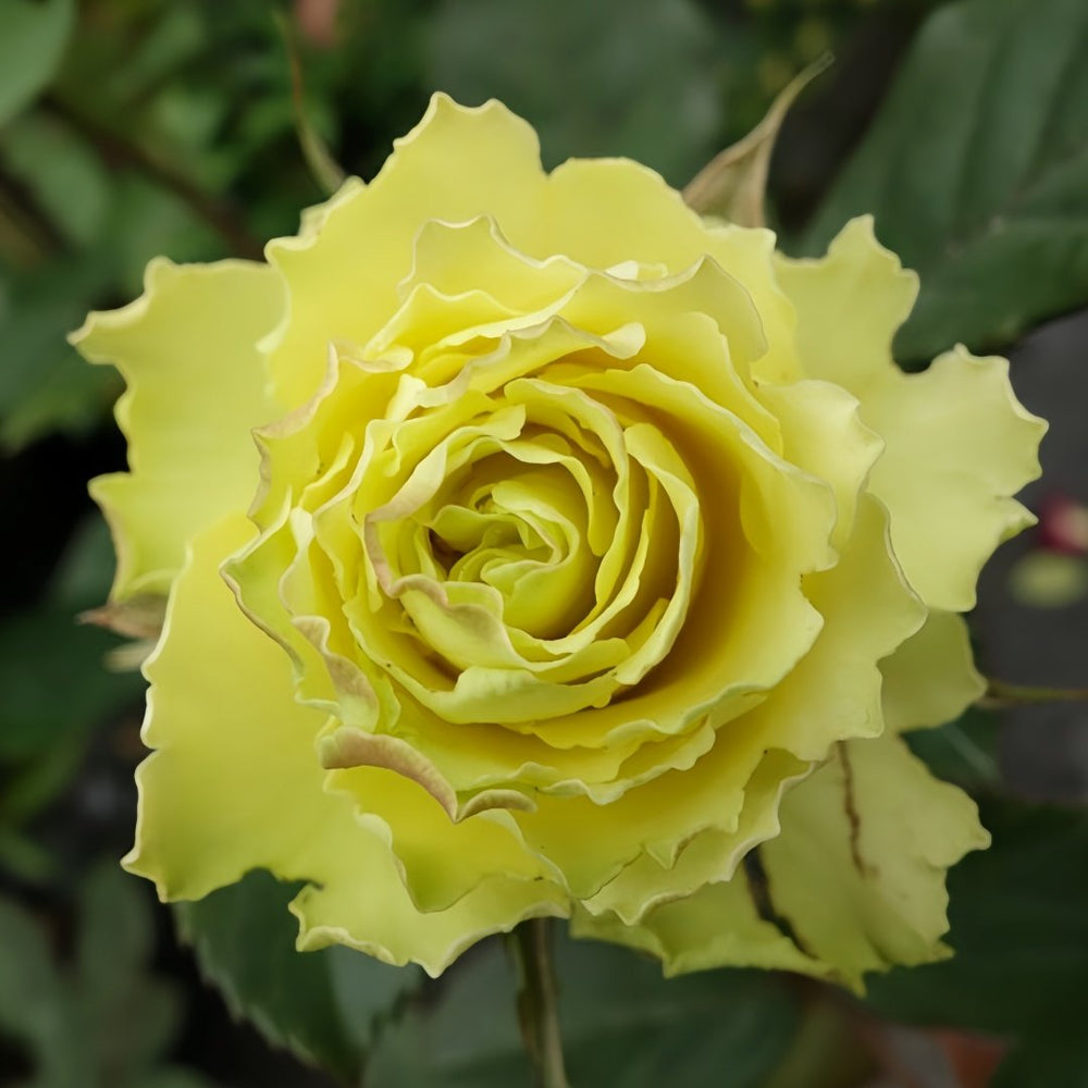 Green Planet Rose Plant|绿色星球 image 0