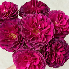 Hiraku Rose Plant|蓝莓戒指 image 3