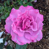 Angel Face Rose Plant|天使面容 image 0