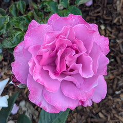 Angel Face Rose Plant|天使面容 image 0
