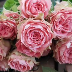 Country Spirit Girl Rose Plant|乡村女孩 image 3