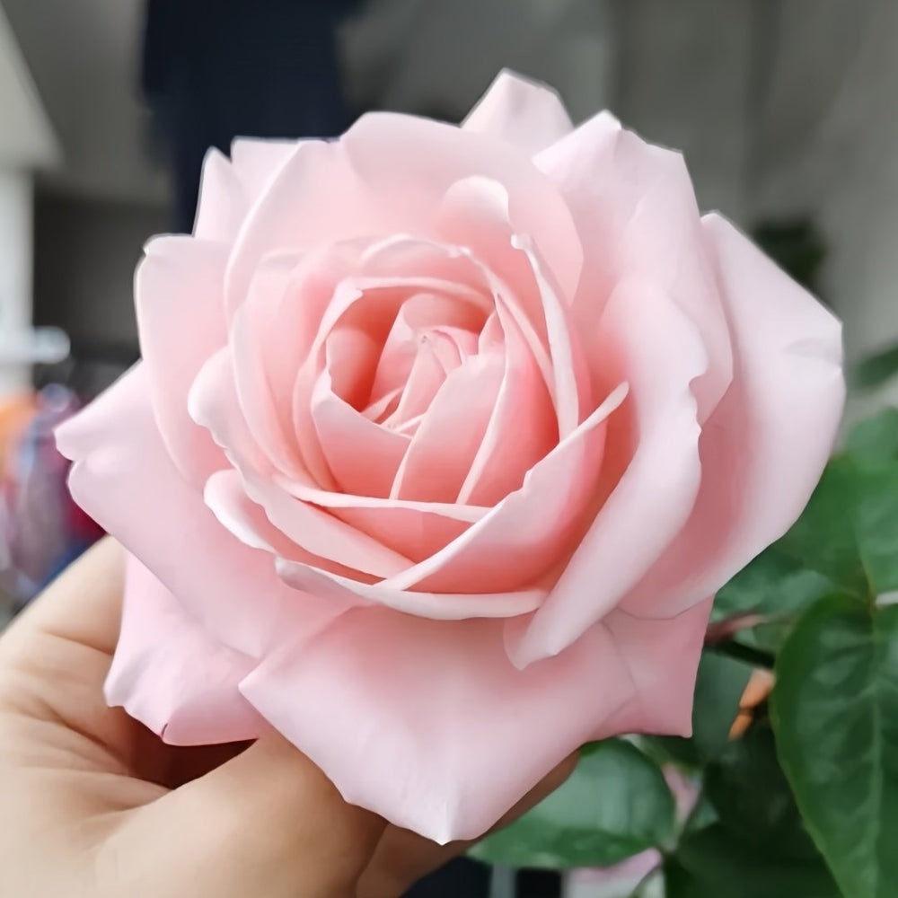 Rose Angers Rose Plant|娇媚昂热城堡 image 0