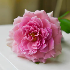 Fancy Ruffle Rose Plant|花式褶皺玫瑰 image 2