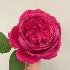 Pas de deux Rose Plant|双人芭蕾 image 0