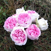 Yves Light Rose Plant|伊芙光 image 0