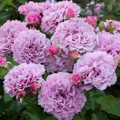 Colin Craven Rose Plant|柯林克莱文 image 1