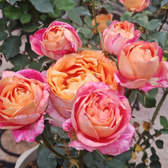 Fire X-pression Rose Plant|大花美人 image 2