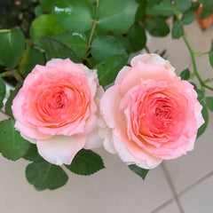 Mayra's Rose Fantasy Rose Plant|梦幻梅拉 image 2