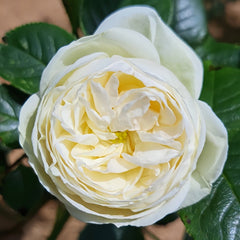 Artemis Rose Plant|月亮女神 image 2