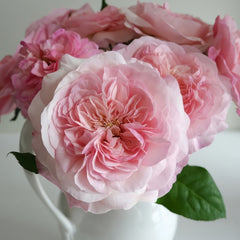 Pink Fragrance Rose Plant|五号香水/粉色香水 image 2