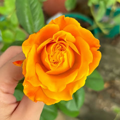Orange Reeva Rose Plant|橙色丽娃 image 3