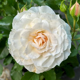 Ice Cream Balcony Rose Plant|冰淇淋阳台 image 0