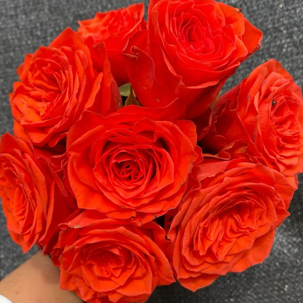 Wine Red Embroidery Rose Plant|酒红刺绣 image 0