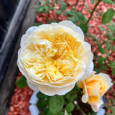 Charles Darwin Rose Plant | 查尔斯达尔文 image 0