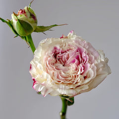 Dolce Summerhouse Rose Plant|道斯山庄/恋恋琴声 image 2