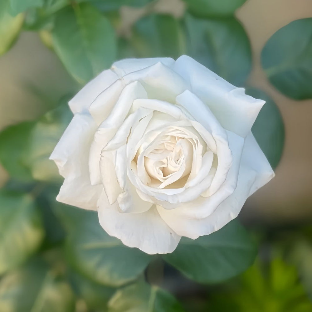 Pierre Arditi Rose Plant|伊芙·皮埃尔/冷香 image 0