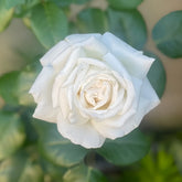 Pierre Arditi Rose Plant|伊芙·皮埃尔/冷香 image 0