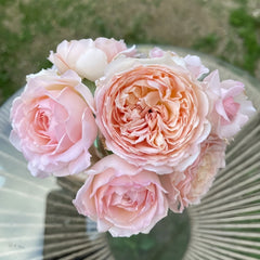 Sucre Rose Plant|砂糖 image 3