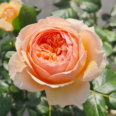 Masora Rose Plant| 真宙 image 3