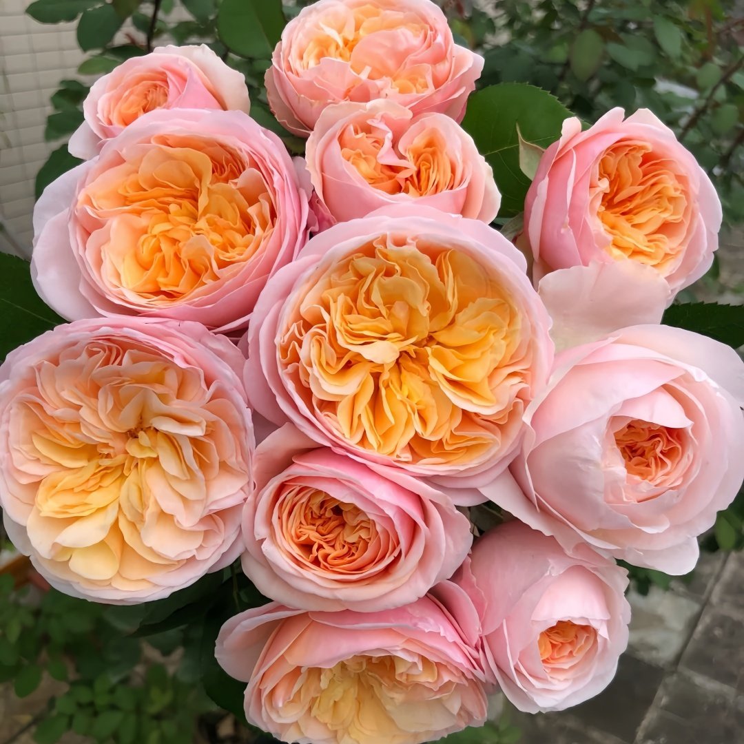 Juliet Rose Plant|朱丽叶 image 6