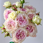 Dolce Summerhouse Rose Plant|道斯山庄/恋恋琴声 image 0