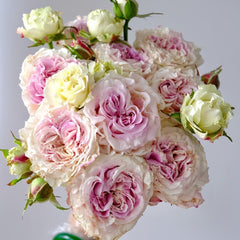 Dolce Summerhouse Rose Plant|道斯山庄/恋恋琴声 image 0