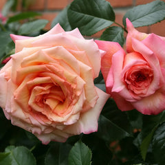 Barock Rose Plant|巴洛克 image 2