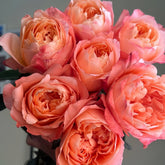 Dragonfly Rose Plant|蜻蜓/飞龙在天 image 0