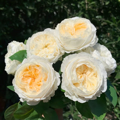 Moon Fairy Rose Plant|皎月仙子 image 0