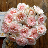 Yves Wishing Rose Plant|伊芙心愿 image 0