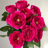 Darcey Rose Plant | 达西 image 0