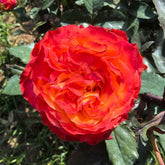 Acapulco Rose Plant|阿卡普尔科 image 0
