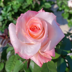 Wu Mei Niang Rose Plant|武媚娘 image 1