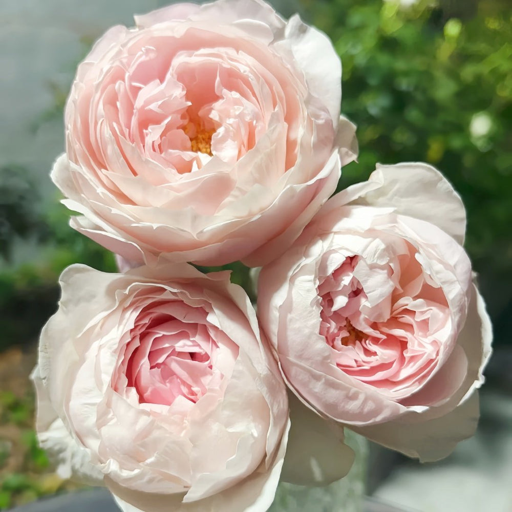 Peony Pink Rose Plant|芍药粉 image 0