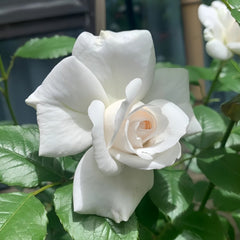 Annapurna Rose Plant|冰峰 image 2