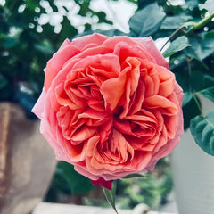Paul Klee Rose Plant|保罗克利 image 2