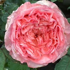 New Design Rose Plant|新设计 image 1