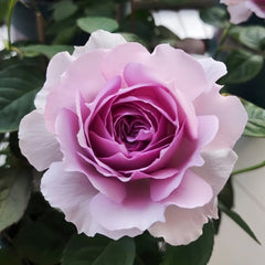 Lilas Rose Plant|丽拉玫瑰 image 1