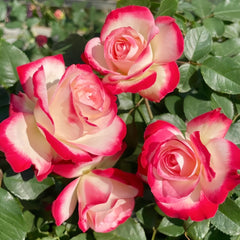 Double Delight Rose Plant|红双喜 image 3