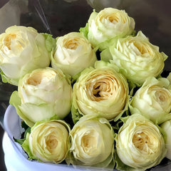 Pure blond Rose Plant|金发碧眼 image 0