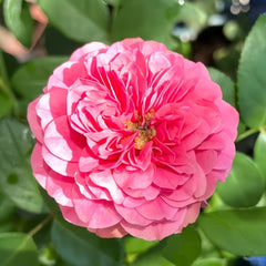 Magic Rokoko Rose Plant|魔术洛可可 image 0