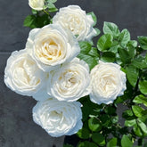 Yves Wedding Road Rose Plant|伊芙婚礼之路 image 0
