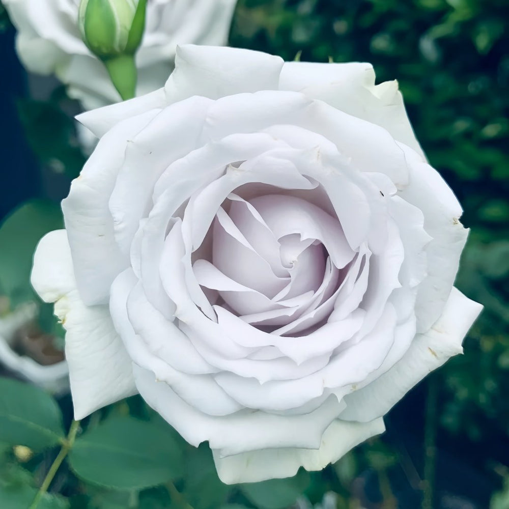 Porte Bleue Rose Plant|蓝色之门 image 0
